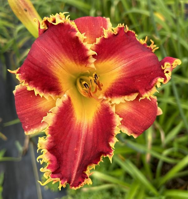 Lady Stephanie Victoria Redding X Rosy Spiketail 'RDD Muffin'